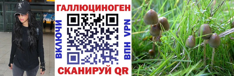 где купить   Шацк  Галлюциногенные грибы прущие грибы 